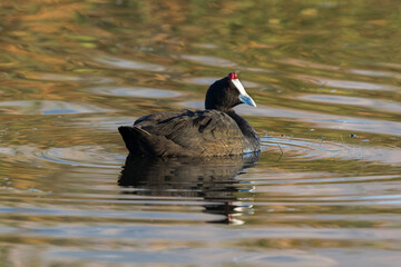 Red-knobbed coot waterbird on the water
