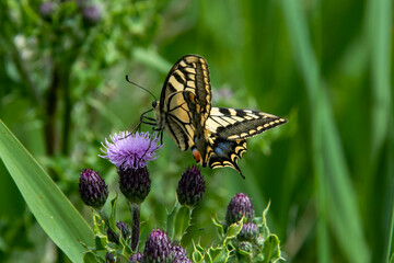 Swallowtail butterfly feeding on thistle