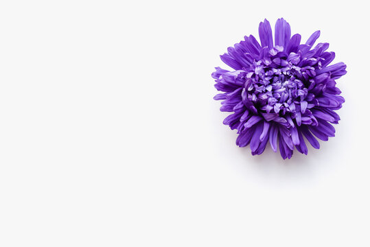 aster on a white background, purple flower on a white background, purple flower