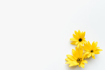 yellow flowers on white background, yellow petals