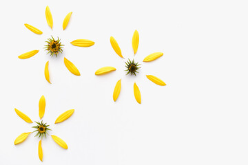 yellow petals, yellow flowers on white background