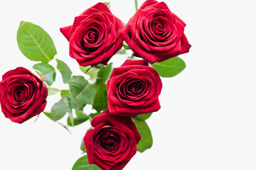 red roses on a white background, Red roses, bouquet of roses
