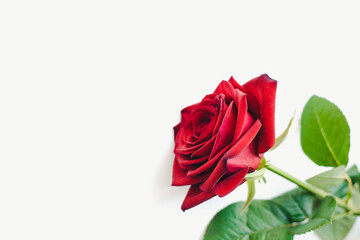 red roses on a white background, Red roses, bouquet of roses
