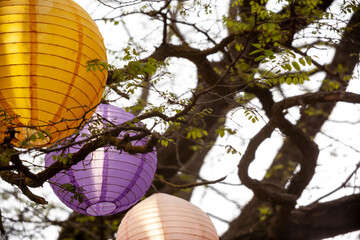 In the tree with lanterns