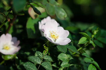 Wildflowers. Spring flowers. Pink flowers.