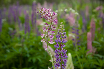 
Pink and fi violet lupins close-up on the background of the lupine field. Back light