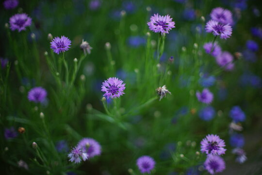 Purple cornflowers grow in the summer garden, closeup.