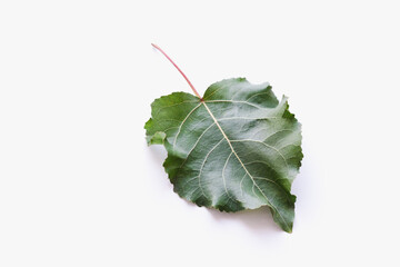 poplar leaf on a white background, green leaf, green leaf on a white background