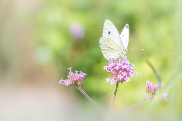 Ein Schmetterling, Pieris Mannii auf einer Blüte vor einem weichen Hintergrund