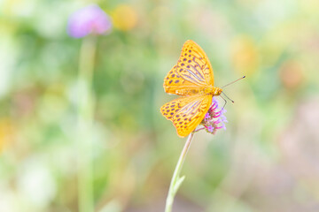 Ein Schmetterling, Argynnis Paphia auf einer Blüte vor einem weichen Hintergrund