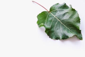 poplar leaf on a white background, green leaf, green leaf on a white background
