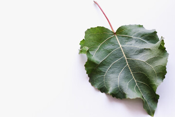 poplar leaf on a white background, green leaf, green leaf on a white background - obrazy, fototapety, plakaty