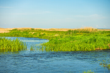 Narew Podlasie Podlaskie Narwiański Park Narodowy  Rzeka woda trzcina