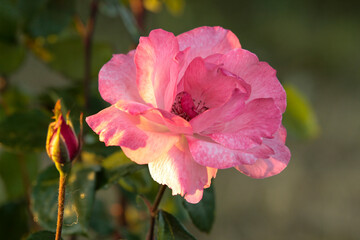Fototapeta na wymiar Pink rosehip in the summer garden close up