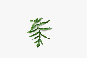 fern leaf isolated on white