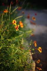 Yellow orange flowers gaillardia grow in summer evening by the road