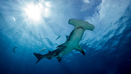 Great hammerhead shark, Mokarran, with the sun shining behind. Bimini. Bahamas - obrazy, fototapety, plakaty
