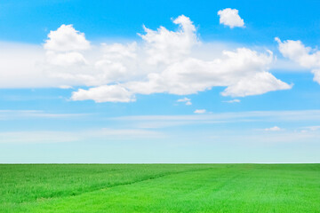 Fototapeta na wymiar green grass field against the blue sky