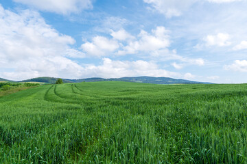 Green meadow in mountain and blue cloud sky. Composition of nature. Spring meadow. Composition of nature. Slovakia