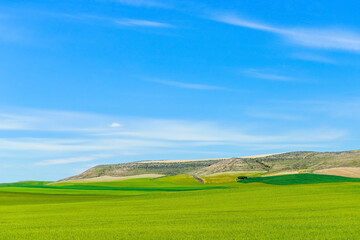 Fototapeta premium green grass field against the blue sky