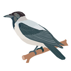 crow in natural style sits on a branch, isolated object on a white background, vector illustration,