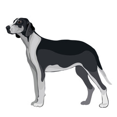 hunting dog in natural style, isolated object on a white background, vector illustration,