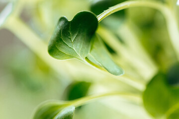 Young green sprouts of micro green close up