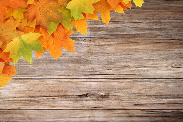 Naklejka na ściany i meble Wood texture of a tree with maple leaves. Autumn background