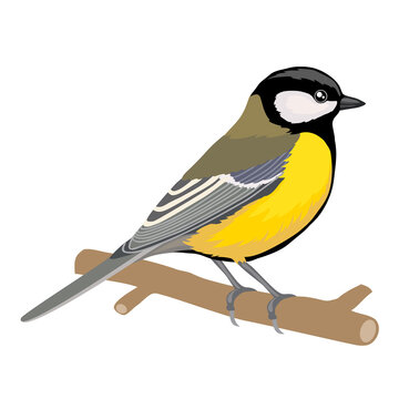 tit bird sits on a branch, isolated object on a white background, vector illustration,