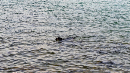 cute black dog swims in the sea. animal concept photo. Bostancı Istanbul