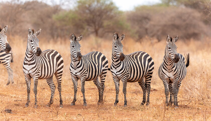 Fototapeta na wymiar Zebra herd standing in line looking in the same direction in Tarangire Tanzania