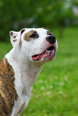 American Staffordshire Terrier
