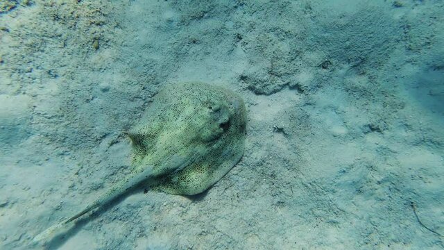 Caribbean Whiptail Stingray (Himantura Schmardae) Swim Over The Shallow Sandy Bottom In Tropical Sea Water.