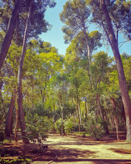 Path inside a park full of trees