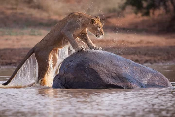 Tuinposter One adult lioness climbing out of water onto a huge rock in Kruger Park South Africa © stuporter