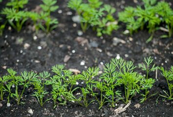 Fresh dill  (Anethum graveolens) growing on the vegetable bed. Annual herb, family Apiaceae.  Growing fresh herbs. Green plants in the garden, ecological agriculture for producing healthy food concept