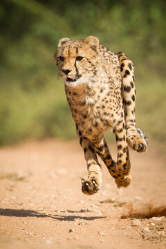 One adult cheetah chase with all legs off the ground in Kruger Park South Africa