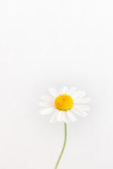 White background with chamomile flowers and copy space. Flat lay, top view, copy space. Spring, summer concept
