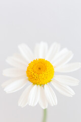White Daisy flowers close up. Spring or summer chamomile flowers wallpaper. Top view.