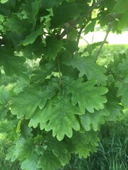 Leaves on an oak tree branch