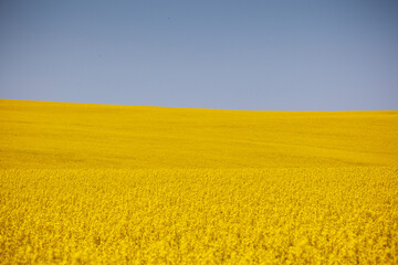 wide yellow canola field abstract smooth