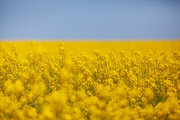 field of yellow canola close up