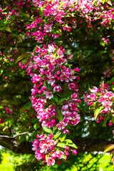 Inflorescences of pink sakura flowers on a background of green leaves.