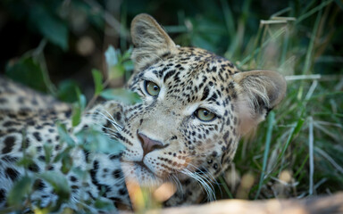 Fototapeta na wymiar Landscape closeup on face of an adult leopard with beautiful green eyes in Khwai Okavango Delta Botswana