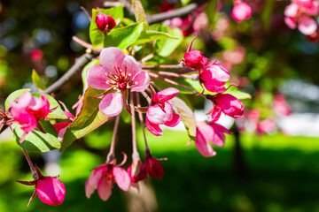 Fototapeta na wymiar A close up shot of pink sakura flowers against a bokeh background.