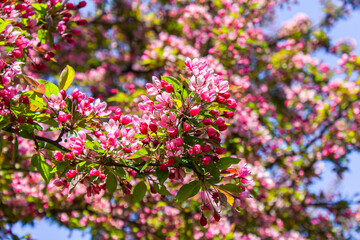 Obraz premium Inflorescences of pink sakura flowers on a background of green leaves.