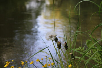 reeds on the river