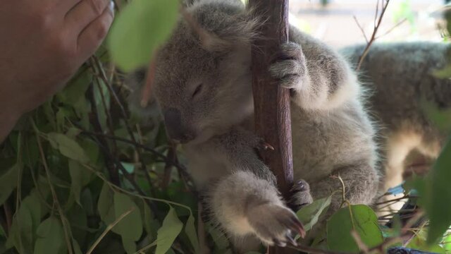 Baby Koala in resue habitat being disturbed by handler. cute and cuddly
