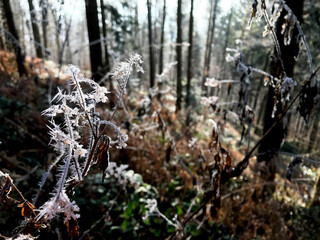 Shaded branch with pieces of ice and snow.