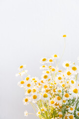 Bunch of White Daisy flowers on bright background close up. Spring or summer chamomile flowers wallpaper. Place for text.